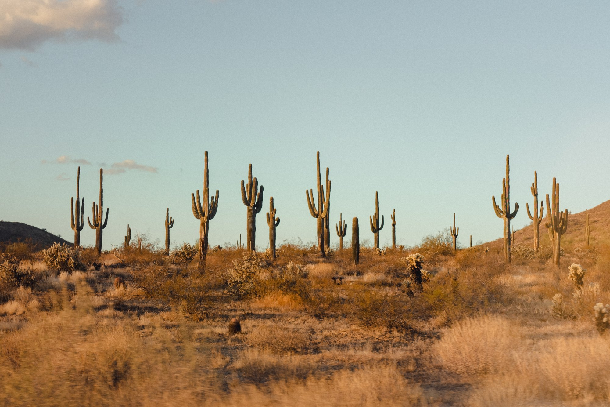 SAGUARO CACTI ARIZONA